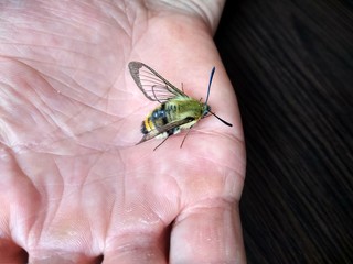 rare butterfly Hawk Moth on man's hand