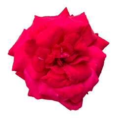 Red rose flower head isolated on white