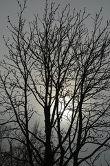 Sonnenaufgang im Nebel