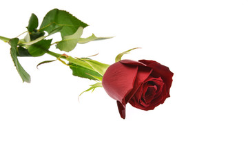 red rose isolated on white background