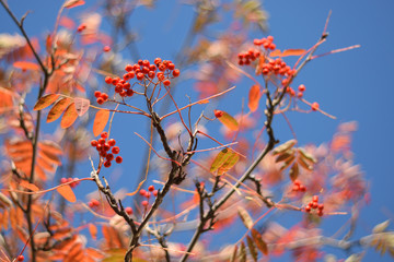 Autumn colors closeup