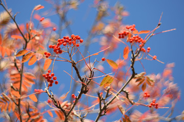 Autumn colors closeup
