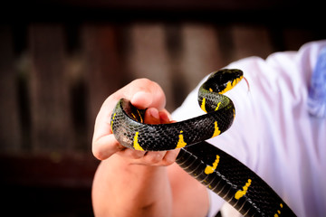 Mangrove Snake