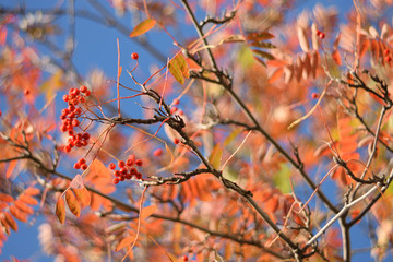 Autumn colors closeup
