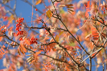 Autumn colors closeup