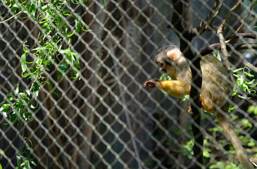 The monkey playground next to water in zoo
