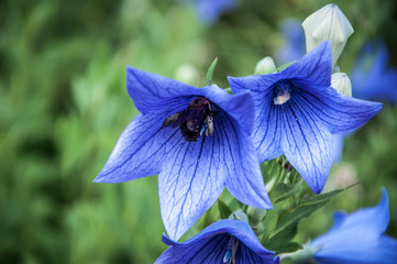 Beautiful purple flowers