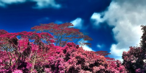 Fantasy infrared shots of purple landscapes on the Seychelles islands