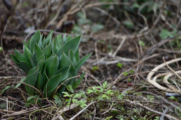 tulip sprouts leaves closeup in the spring garden