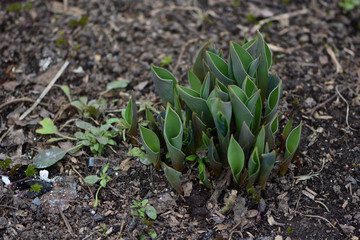 tulip sprouts leaves closeup in the spring garden