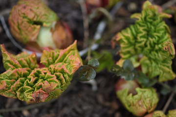 sprout rhubarb leaves closeup in spring garden