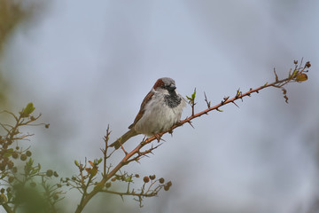 The male house sparrow, Passer domesticus, singing bird of sparrow family Passeridae sitting on twig of bush, bird living close to human houses in the cities and villages and farms around the world.