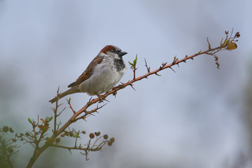 The male house sparrow, Passer domesticus, singing bird of sparrow family Passeridae sitting on twig of bush, bird living close to human houses in the cities and villages and farms around the world.