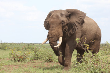 Afrikanischer Elefant / African elephant / Loxodonta africana