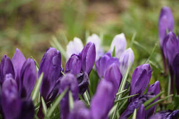 purple crocuses in spring garden close up