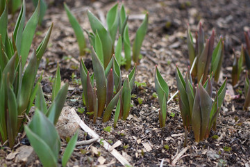 tulip sprouts leaves closeup in the spring garden