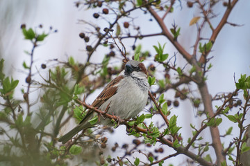 The house sparrow, Passer domesticus, bird of sparrow family Passeridae sitting in the bush in the spring cloudy day. Bird is strongly associated with human habitation, live in urban or rural settings