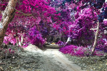 Fantasy infrared shots of purple landscapes on the Seychelles islands