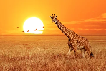 Gardinen Lonely giraffe at sunset in the Serengeti National Park. Tanzania. Wild nature of Africa. African artistic landscape. © delbars