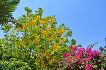 Fototapeta na wymiar India, Kerala, Trivandrum city (Thiruvananthapuram). City garden in the spring, the Yellow of Cassia and pink of bougainvillea