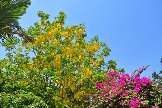 India, Kerala, Trivandrum city (Thiruvananthapuram). City garden in the spring, the Yellow of Cassia and pink of bougainvillea