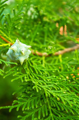 Incense cedar tree Calocedrus decurrens branch close up.