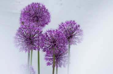 Purple flowers and purple background