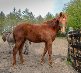 Portrait of a horse