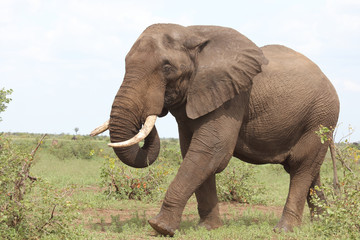 Fototapeta premium Słoń afrykański / Słoń afrykański / Loxodonta africana