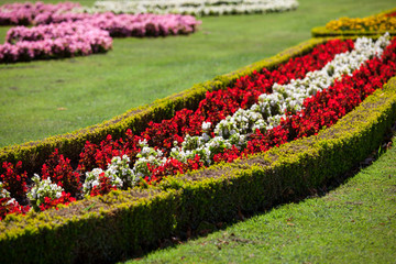 Beautiful flowers in summer Schonbrunn park