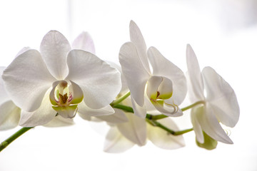 Naklejka na ściany i meble Orchid flowers on white background