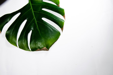 Fototapeta na wymiar Monstera Liana. Big green leaf on a white background. Macro. Plant