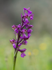 Beautiful image of Anacamptis morio, the green-winged orchid or green-veined orchid. In natural habitat.