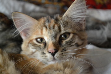 Fototapeta premium cat with green eyes