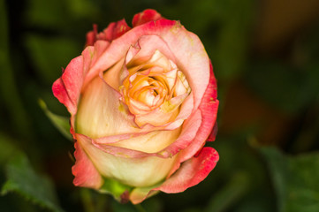 Beautiful yellow-red Rose flower. Nature. close up, selective focus