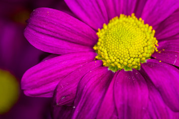 Beautiful bright purple and yellow chrysanthemum flowers, selective focus, macro