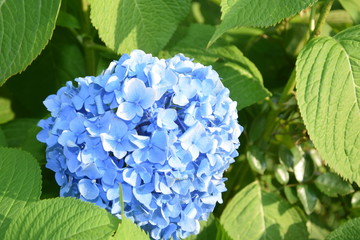 Flower - 261756450