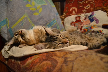 Obraz premium Two cats sleeping