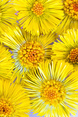Many yellow bright flowers of Coltsfoot, Tussilago farfara, bachground for medecine, botanic, cosmetic design. Wild medicinal healing herb. Macro. Vertical