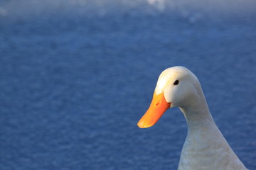 Gans