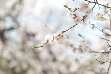 Floral natural background spring time season. Blooming apple tree