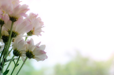 flower blossoms over blurred nature background.