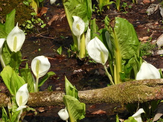 ミズバショウ
