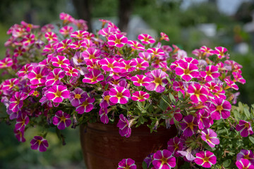 Beautiful blooming flowers in garden, summer background