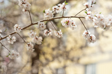 Floral natural background spring time season. Blooming apple tree