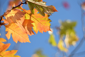 Autumn colors closeup