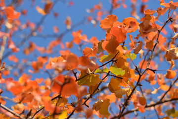 Autumn colors closeup