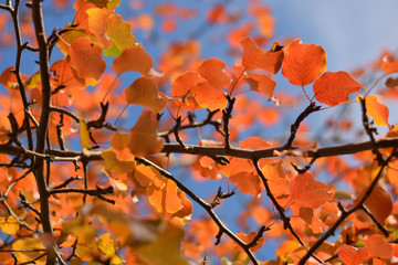 Autumn colors closeup