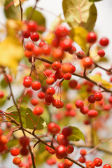 Autumn colors closeup