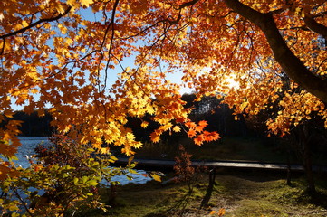 Naklejka na ściany i meble Highland Lake Autumn leaves
